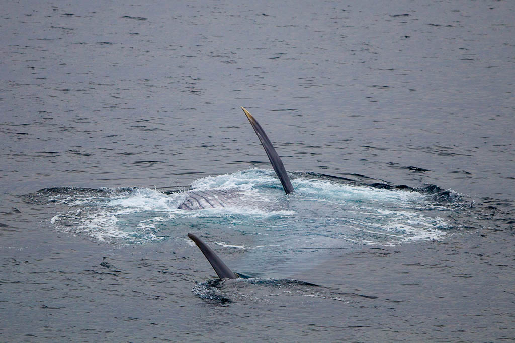 - We had two blue whales around the boat. Here is one lying on its side, and we can see the side fin, the tail fin and its belly. A tremendous experience, the photographer says. (Photo: Tommy Dahl Markussen)