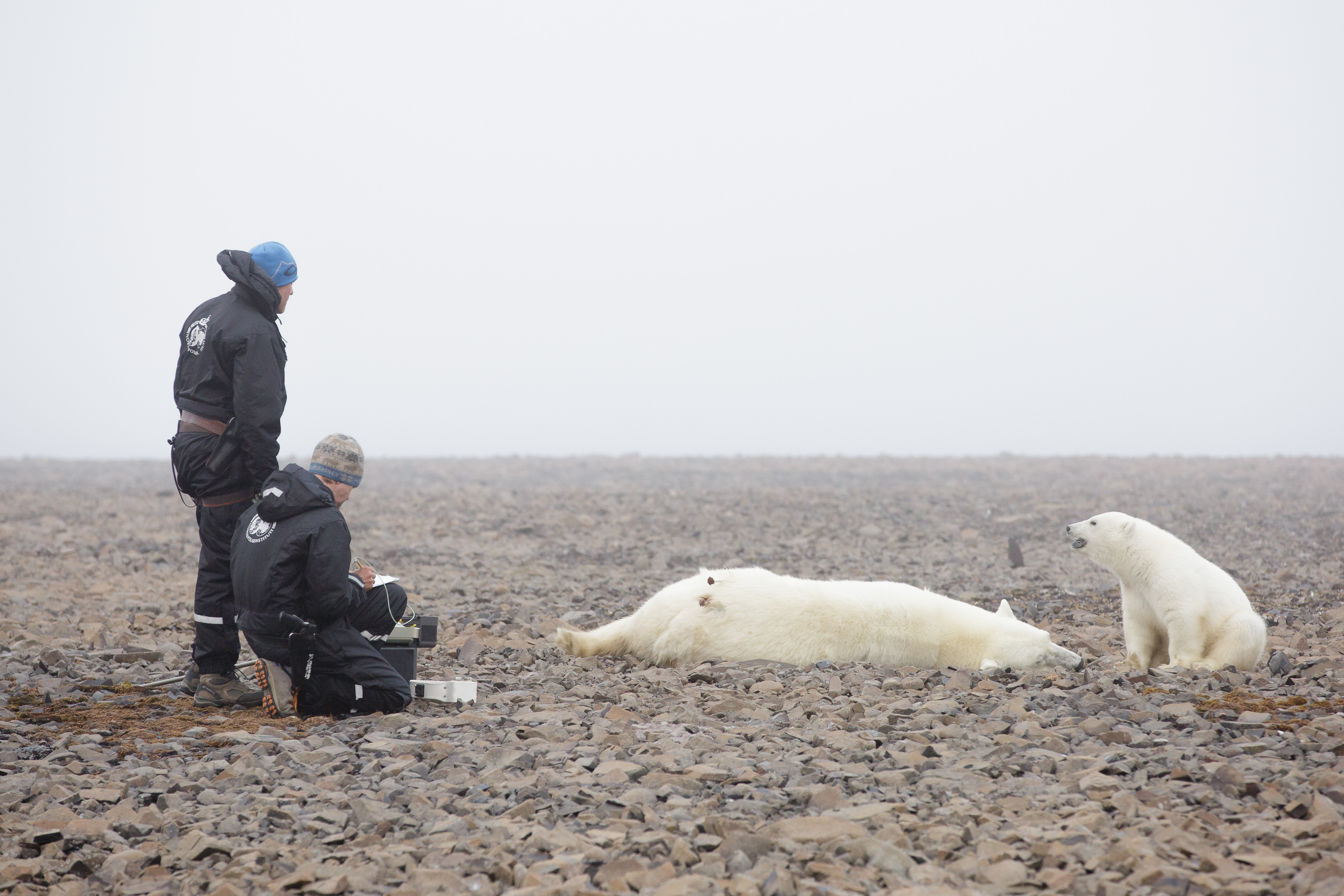 Magnus Andersson og Jon Aars fra Norsk Polarinstitutt venter på at bedøvelsen skal virke på isbjørnen. Ei binne er immobilisert og får påført et satellitthalsbånd. En 7 måneder gammel unge ser på.