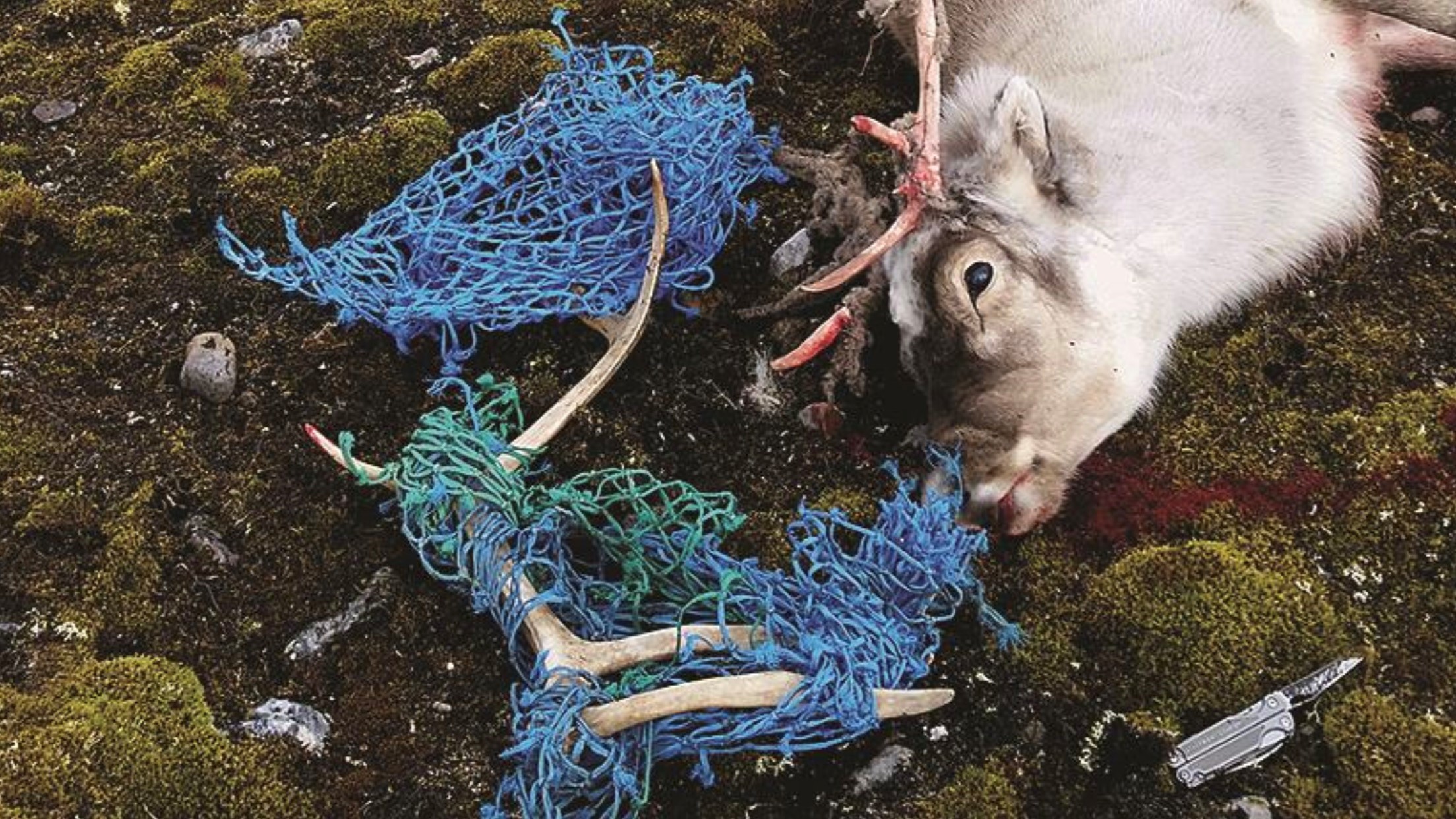 Animals can both east plastic and get wrapped in it, like this dead reindeer at Svalbard. (Photo: The Norwegian Polar Institute)