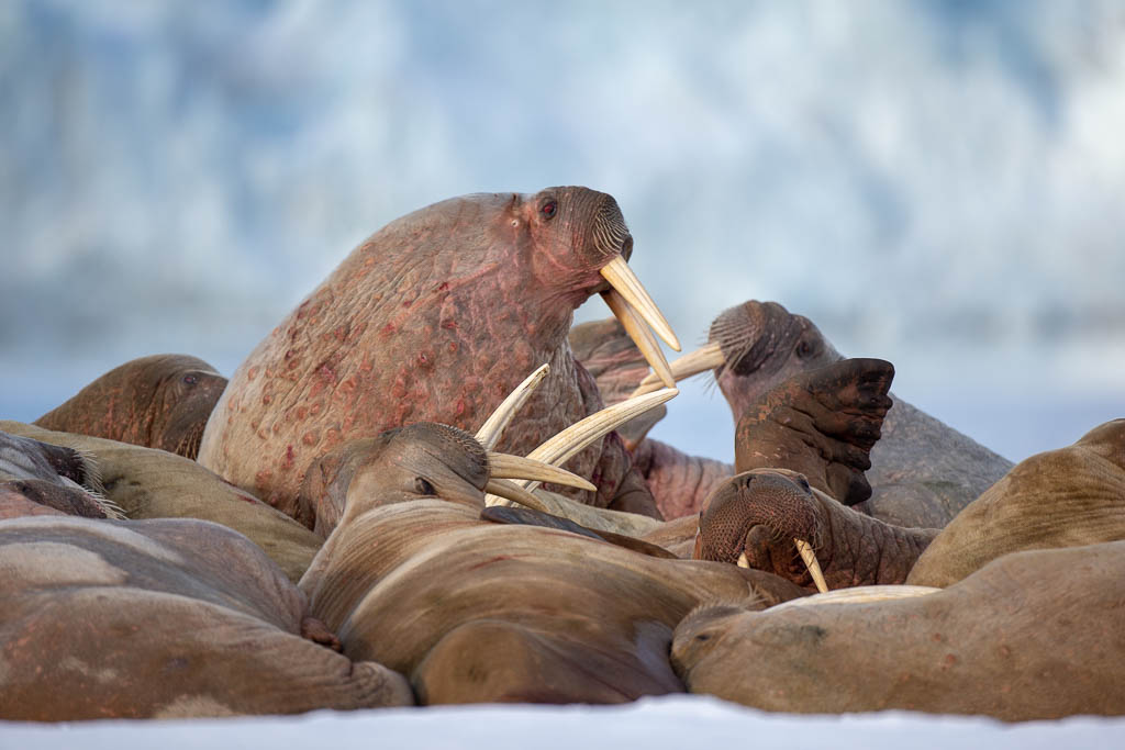 Walruses do not smell nice, according to photographer Tommy Dahl Markussen. Over the past 20 years, he has observed more and more of the animal that has been protected since the 1960s. (Photo: Tommy Dahl Markussen)