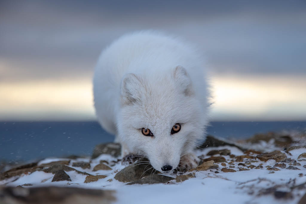 Curious Arctic fox. (Photo: Tommy Dahl Markussen)