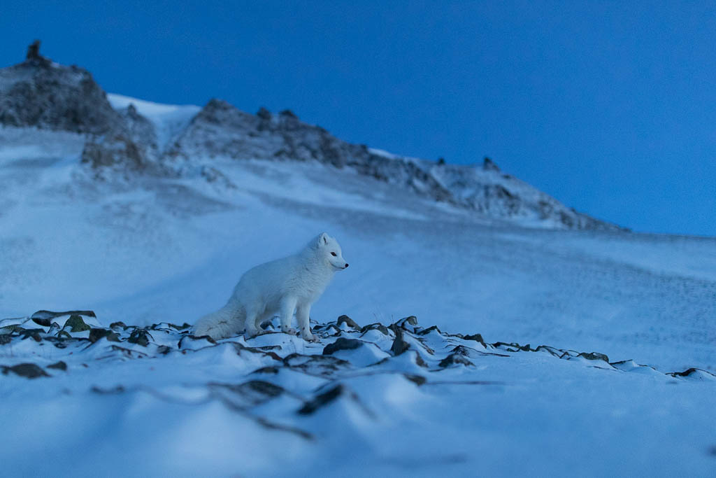 Photographer Tommy Dahl Markussen spent a lot of time shooting Arctic foxes last winter. The goal was to photograph the animals during the dark season and when the light returned. (Photo: Tommy Dahl Markussen)