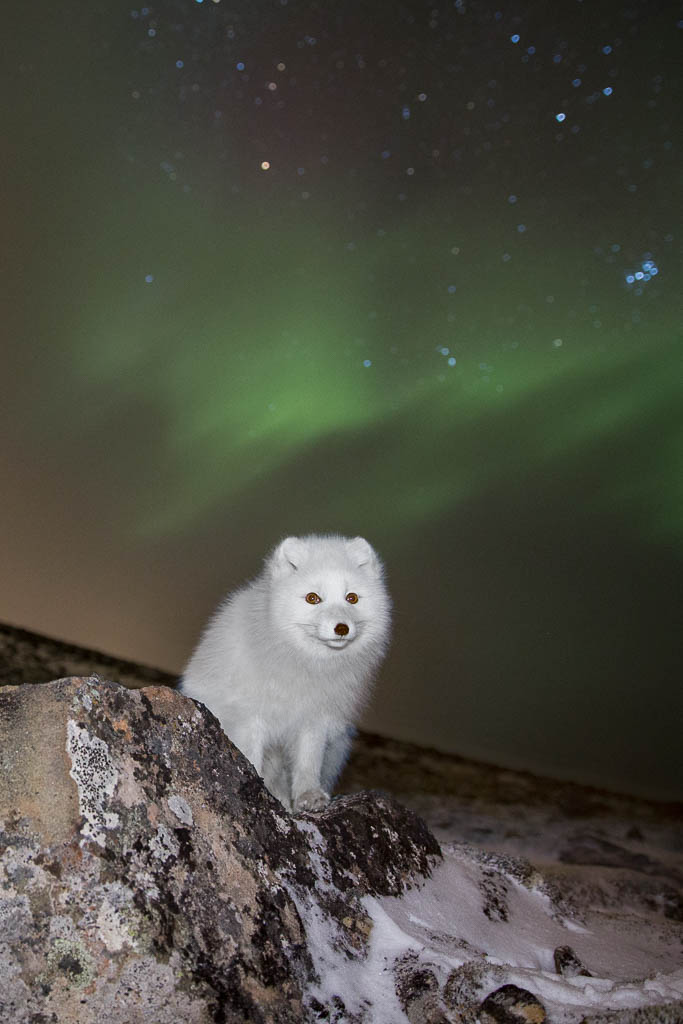 An Arctic fox and the northern lights, a wonderful combination. (Photo: Tommy Dahl Markussen)