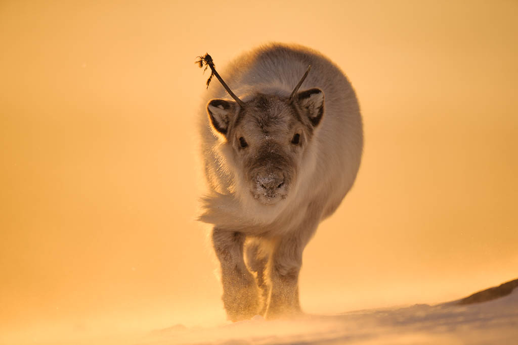 - Svalbard reindeer are curious animals. You can often just sit down and they will come to you. This reindeer shot was captured in strong winds under the midnight sun, Markussen says. (Photo: Tommy Dahl Markussen)