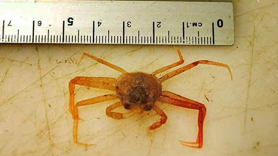 The tiny snow crab appeared from a blind spot and may change the resource management regime in the Barents Sea. (Photo: Lis L. Jørgensen/Havforskningsinstituttet)